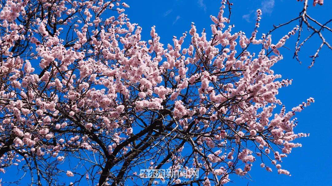 【半城江水 半城花】冰城春花開啟“杏運時間”｜這份粉色賞花攻略請收藏→