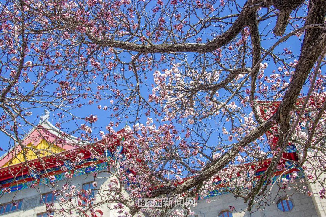 【半城江水 半城花】冰城春花開啟“杏運時間”｜這份粉色賞花攻略請收藏→