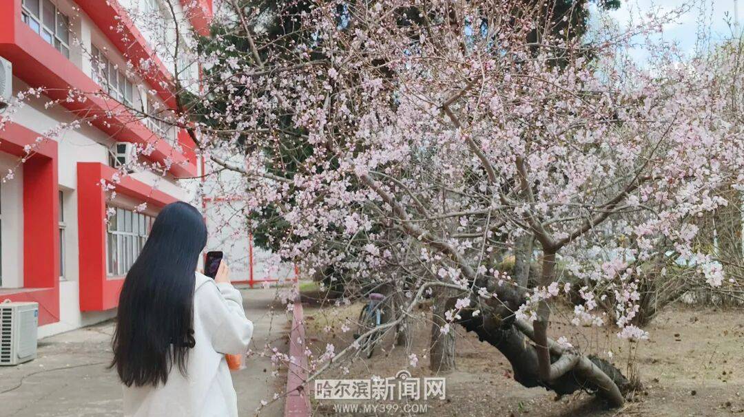 【半城江水 半城花】冰城春花開啟“杏運時間”｜這份粉色賞花攻略請收藏→