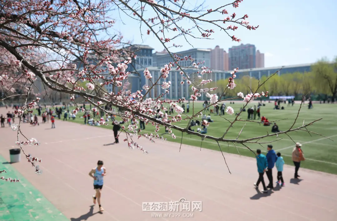 【半城江水 半城花】冰城春花開啟“杏運時間”｜這份粉色賞花攻略請收藏→