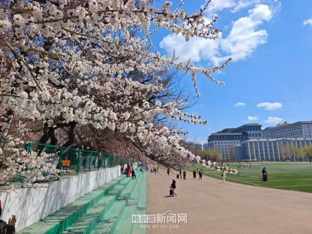 【半城江水 半城花】冰城春花開啟“杏運時間”｜這份粉色賞花攻略請收藏→