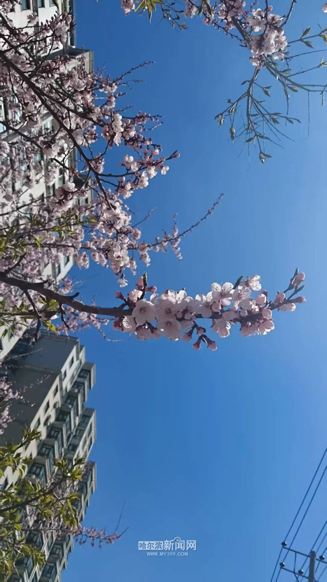 【半城江水 半城花】冰城春花開啟“杏運時間”｜這份粉色賞花攻略請收藏→