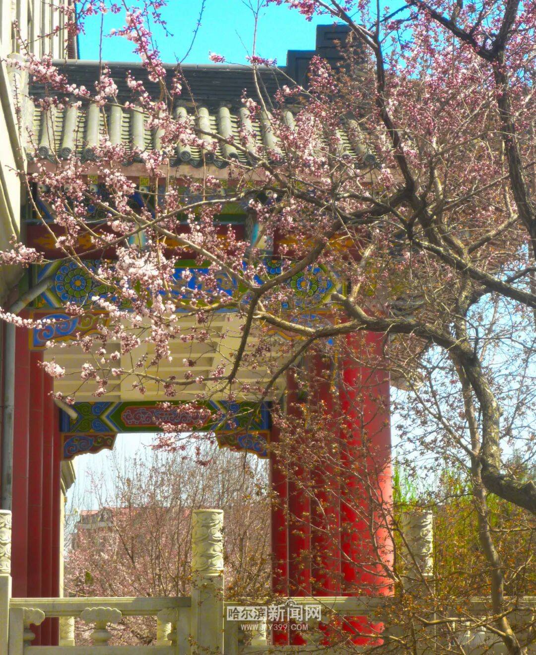 【半城江水 半城花】冰城春花開啟“杏運時間”｜這份粉色賞花攻略請收藏→