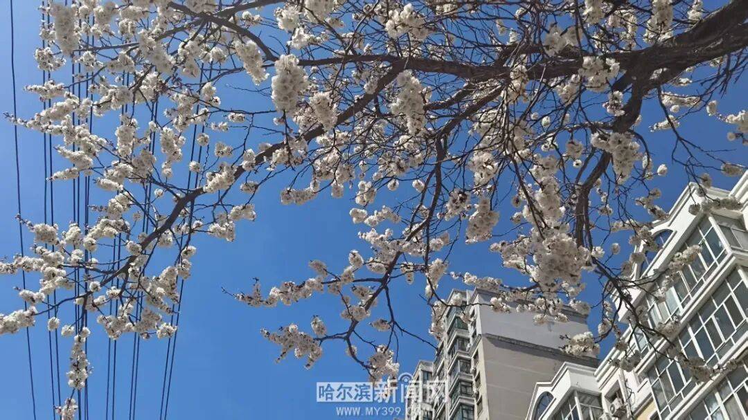 【半城江水 半城花】冰城春花開啟“杏運時間”｜這份粉色賞花攻略請收藏→