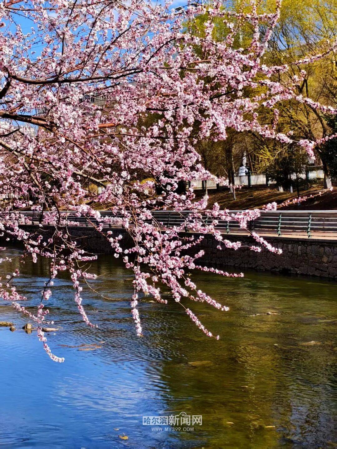 【半城江水 半城花】冰城春花開啟“杏運時間”｜這份粉色賞花攻略請收藏→