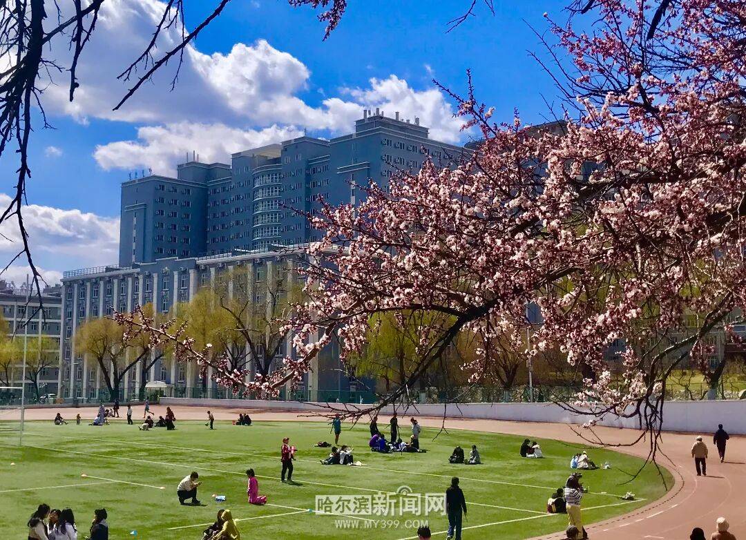 【半城江水 半城花】冰城春花開啟“杏運時間”｜這份粉色賞花攻略請收藏→