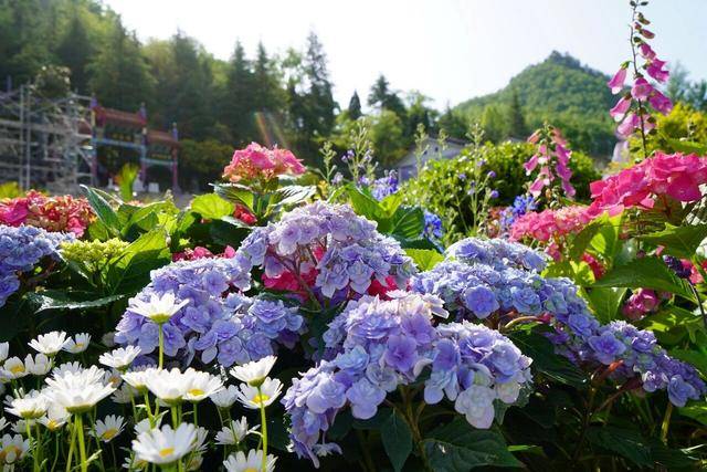 五一暢遊雞冠洞：自然奇觀邂逅花海狂歡，演藝美食免單暢享！