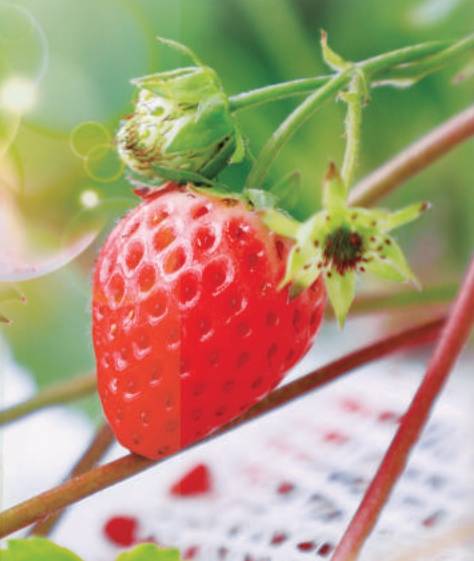 第五屆“多多農研科技大賽”決賽啟幕