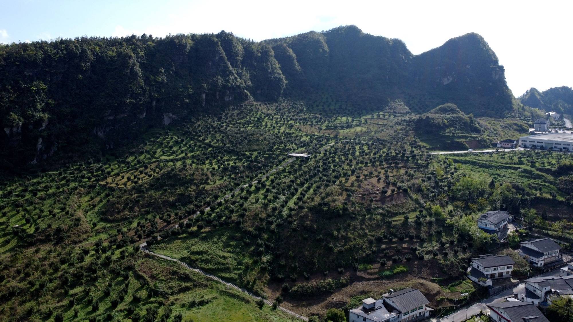 貴州務川：科技春風吹遍山野 特色產業勃發生機