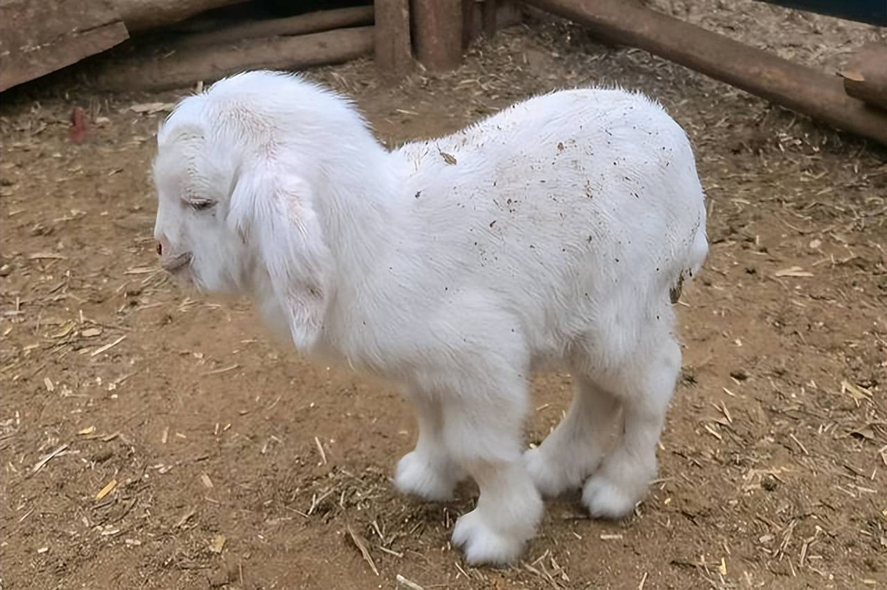 羔羊頑固性拉稀怎麼治療？養殖戶一看就會，快速救羔羊